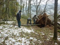 Un arbre déraciné par la neige